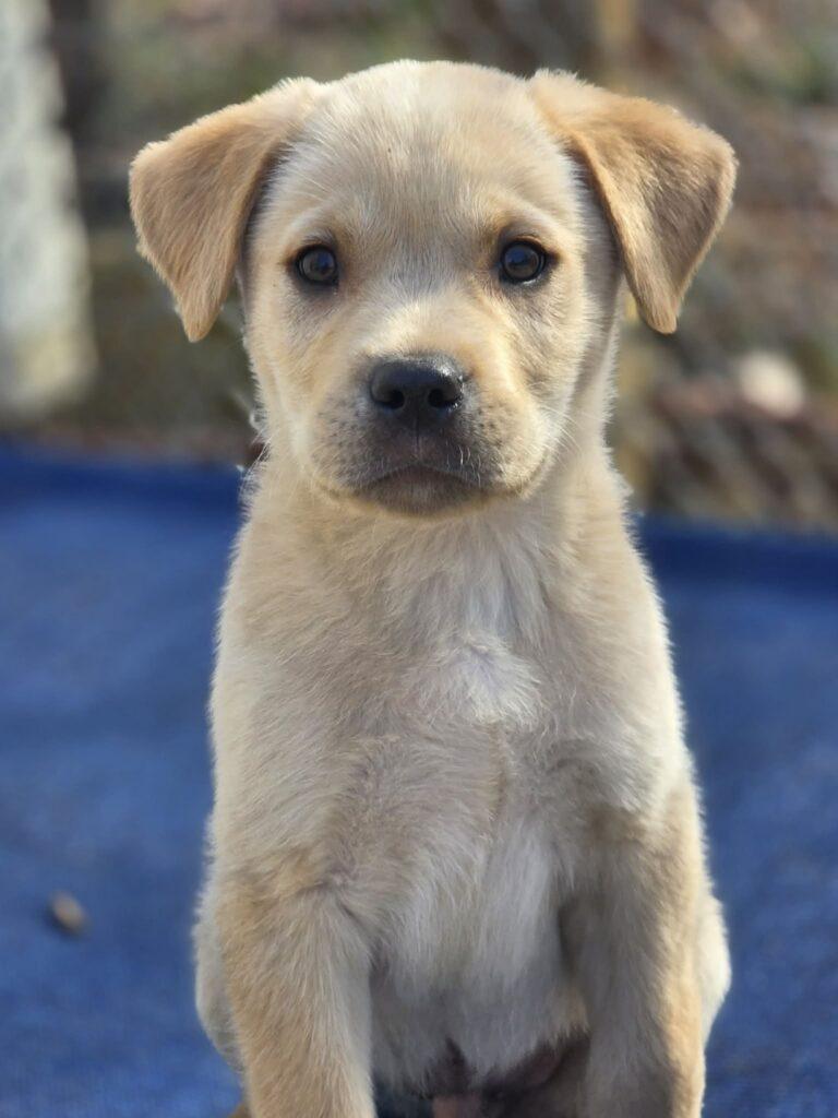 Milo, a ADOPTABLE mixed breed in Red Hook, NY image 4/5