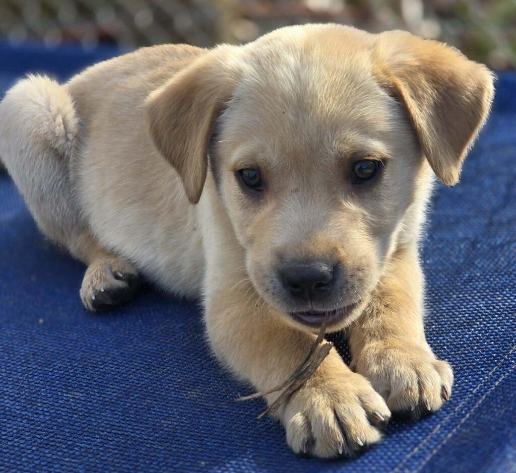 Milo, a ADOPTABLE mixed breed in Red Hook, NY image 3/5