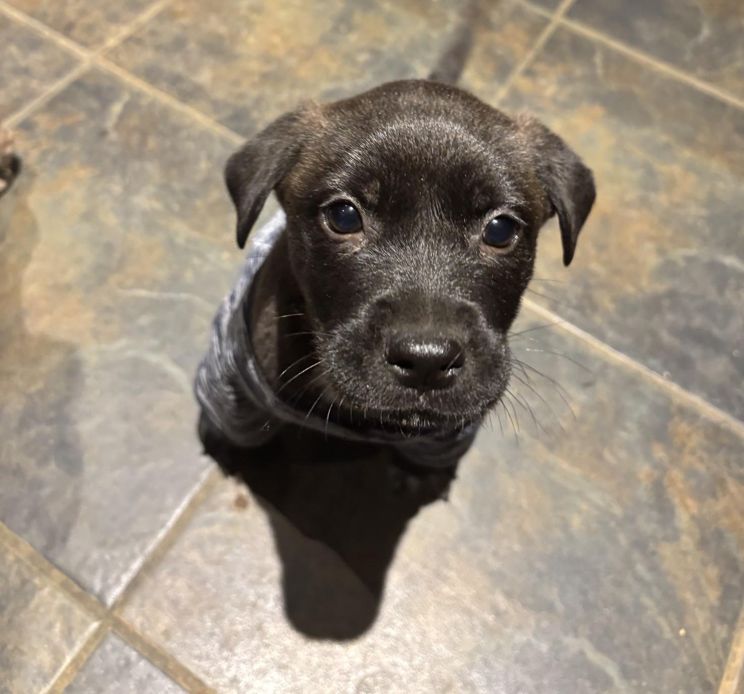 Enlarge Bo Bo, a ADOPTABLE mixed breed in Southampton, PA image 1/1