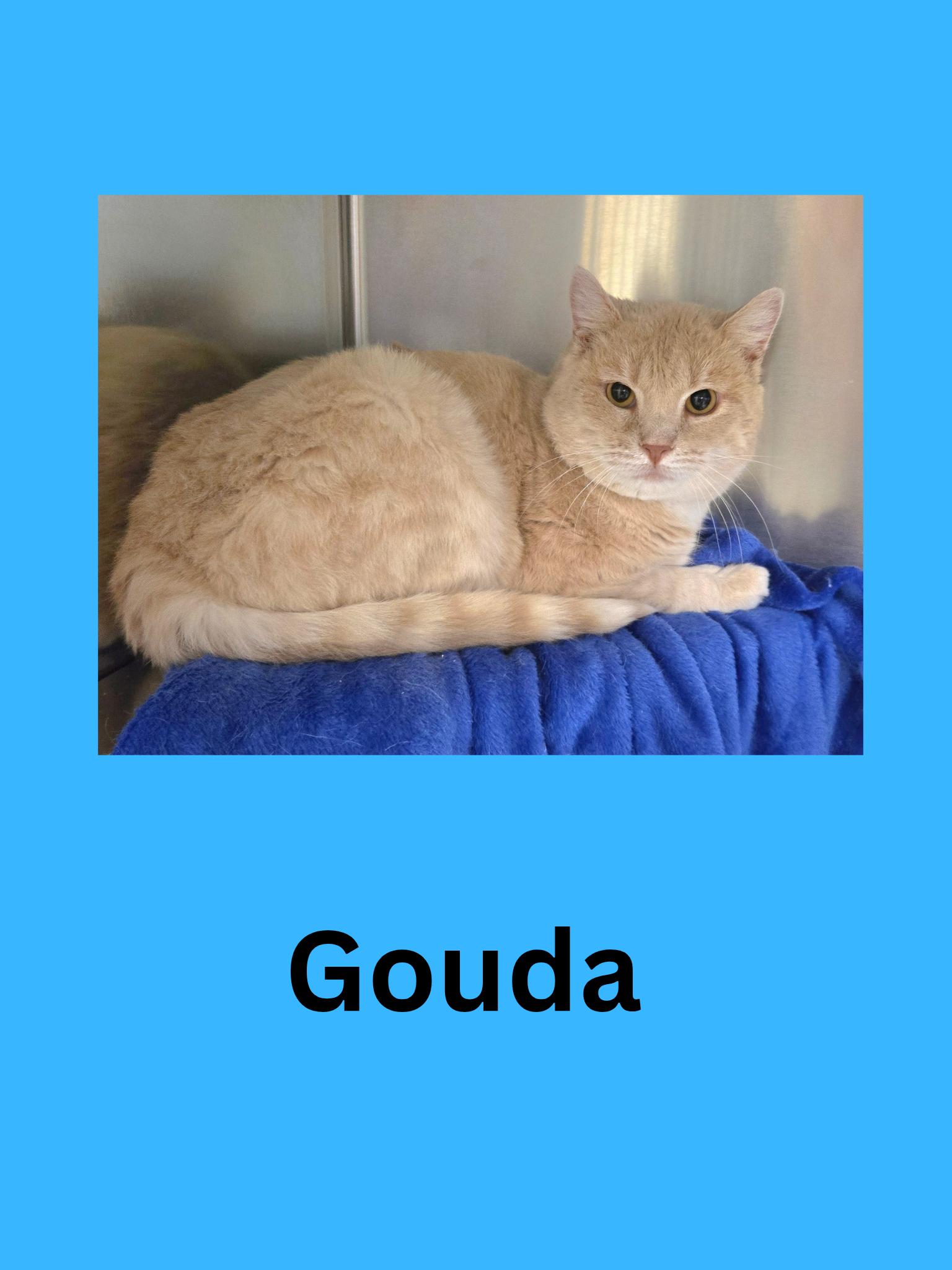 Gouda, ADOPTABLE, Adult Male Domestic Short Hair.