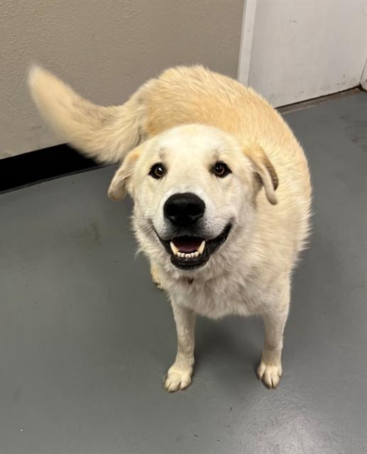 Puffin, a ADOPTABLE Great Pyrenees in Phoenix, OR image 4/5