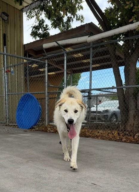 Puffin, a ADOPTABLE Great Pyrenees in Phoenix, OR image 3/5