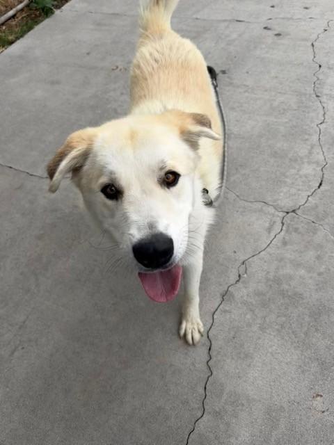 Puffin, a ADOPTABLE Great Pyrenees in Phoenix, OR image 5/5