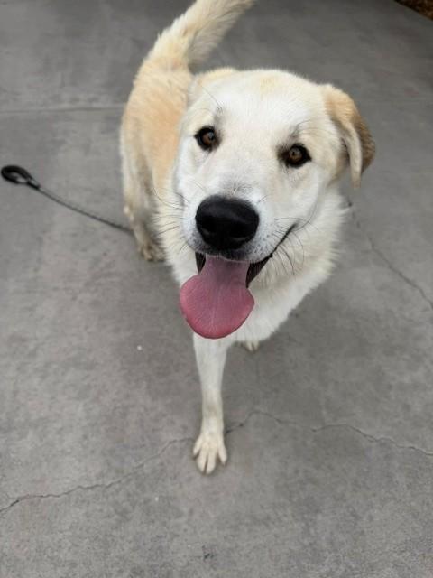 Puffin, ADOPTABLE, Young Male Great Pyrenees.