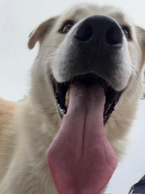 Puffin, a ADOPTABLE Great Pyrenees in Phoenix, OR image 2/5