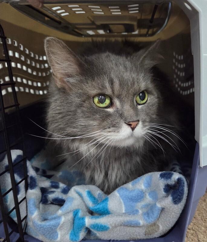 Mike, Adoptable, Adult Male Domestic Long Hair.
