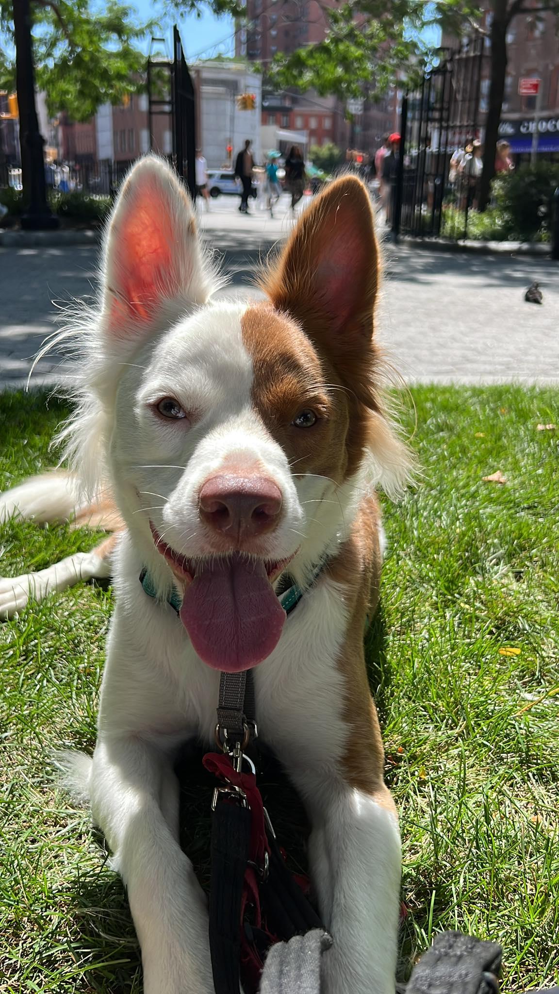 Enlarge Artie, a ADOPTABLE mixed breed in Ossining, NY image 1/1