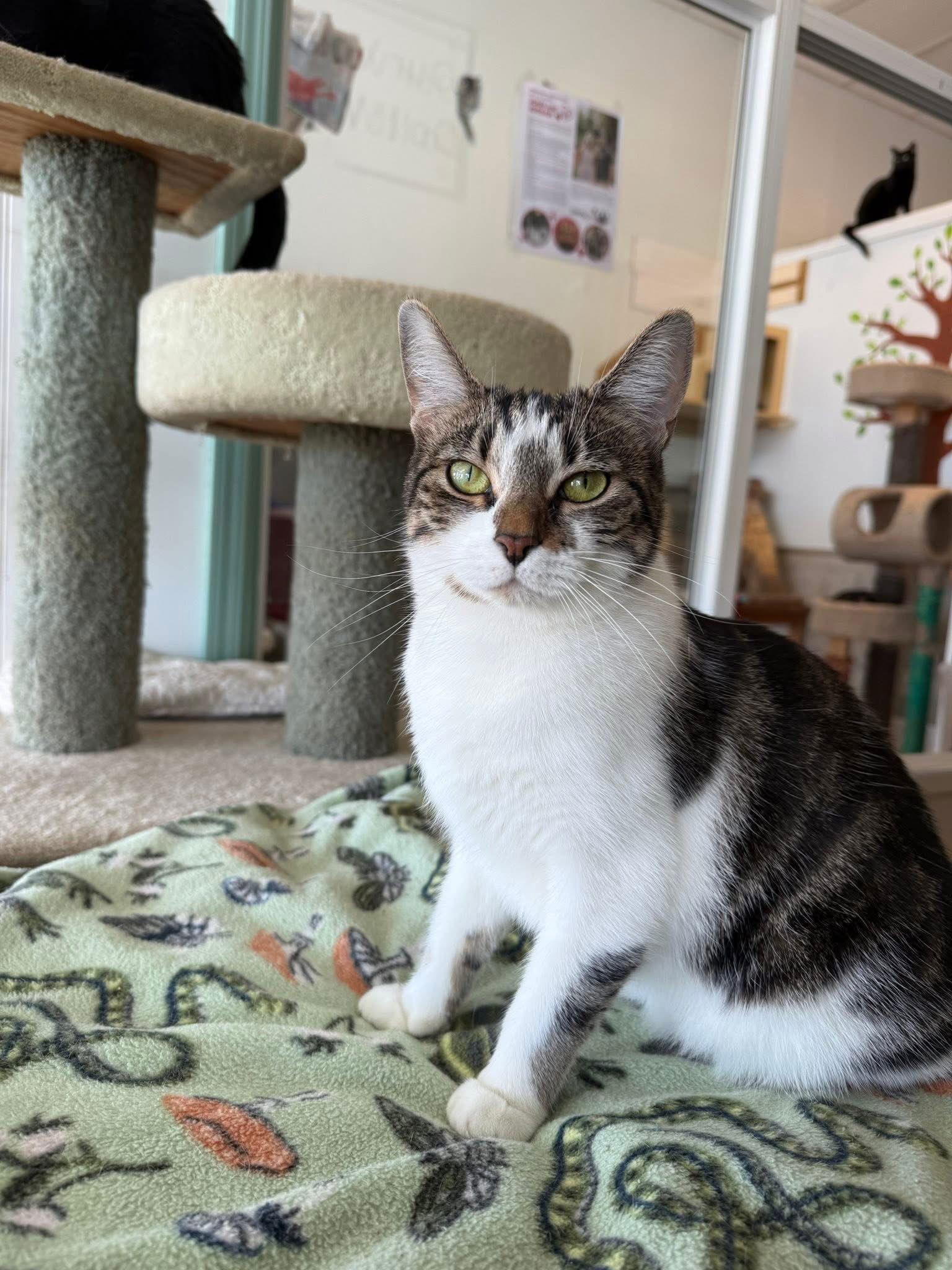 Enlarge Sally Ann, a Adopted Domestic Short Hair in Dublin, OH image 2/3