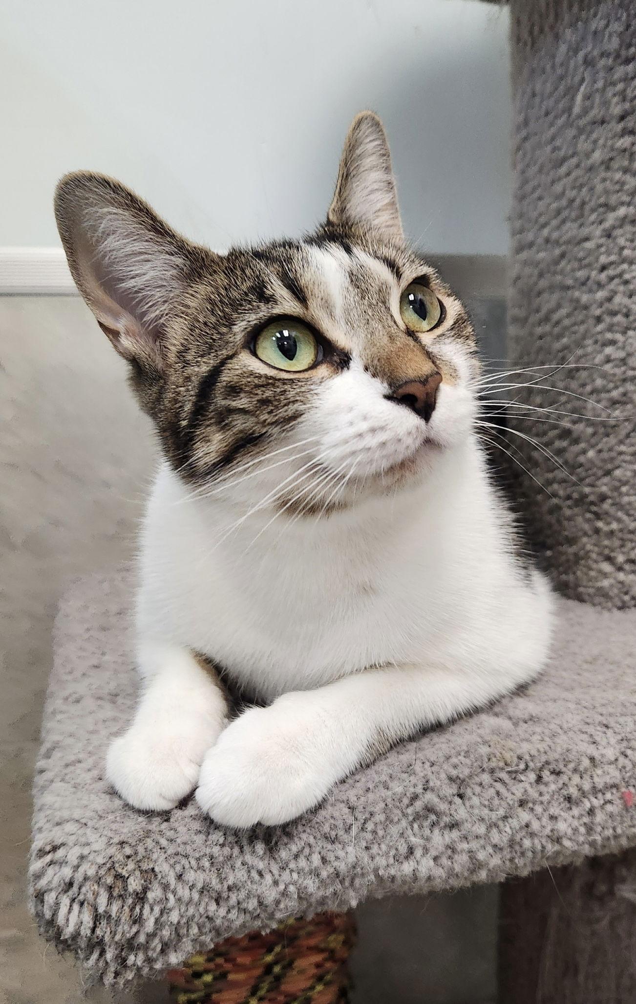 Enlarge Sally Ann, a Adopted Domestic Short Hair in Dublin, OH image 3/3