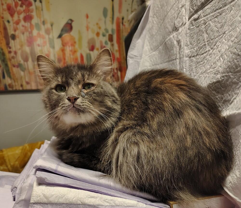 Lady Dutchess, Adoptable, Young Female Domestic Long Hair.