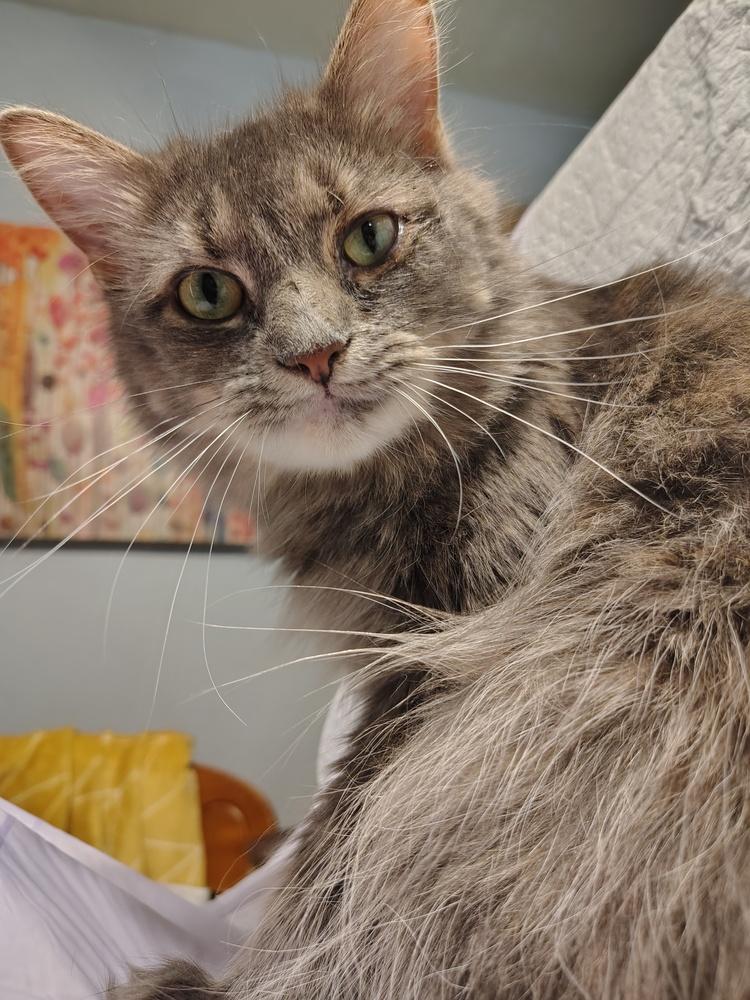 Enlarge Lady Dutchess, a Adoptable mixed breed in Wheaton, IL image 2/2