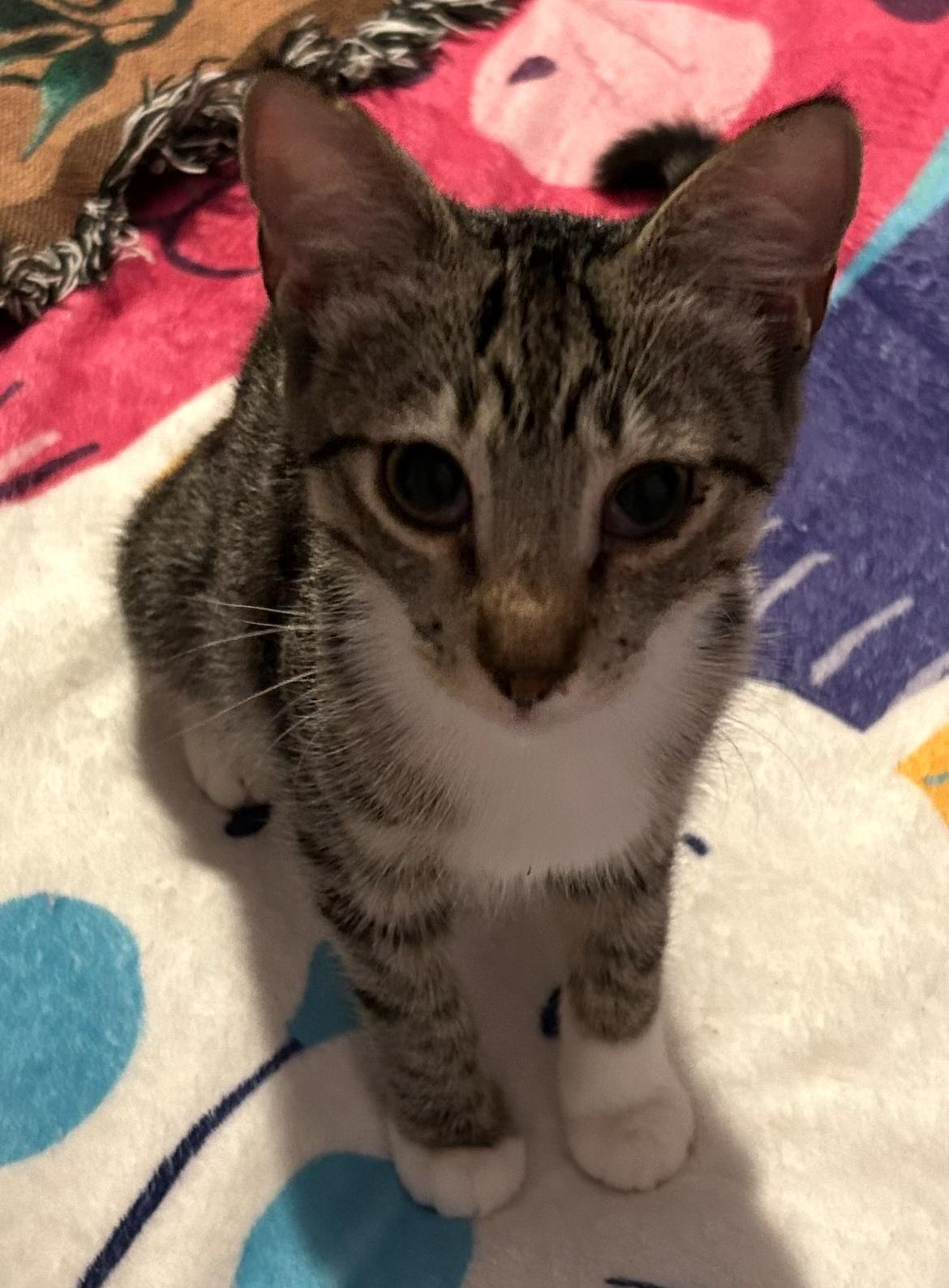 Enlarge Crackle, an adopted Domestic Short Hair in Clearwater, FL image 1/3