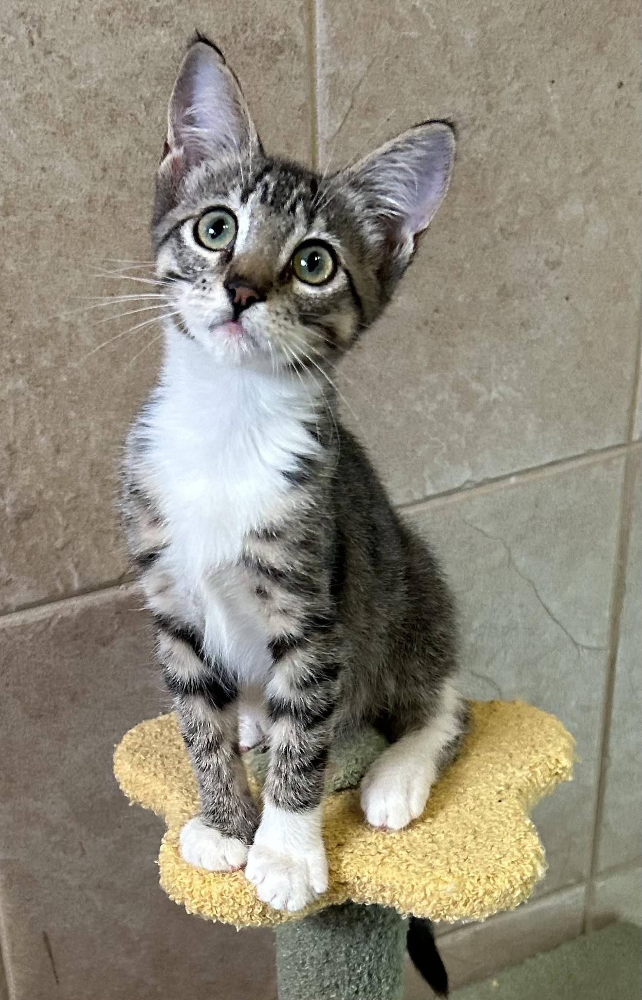 Enlarge Crackle, an adopted Domestic Short Hair in Clearwater, FL image 2/3