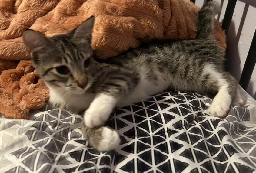 Enlarge Crackle, an adopted Domestic Short Hair in Clearwater, FL image 3/3