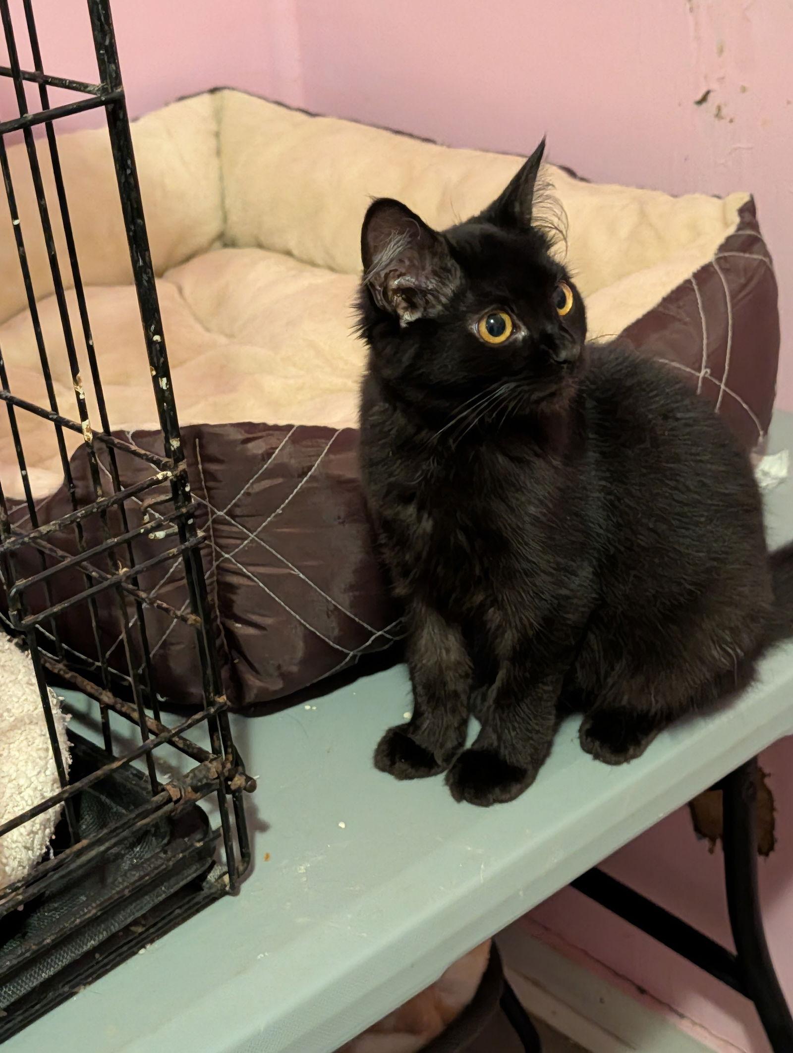 Nikki, Adopted, Young Female Domestic Short Hair.