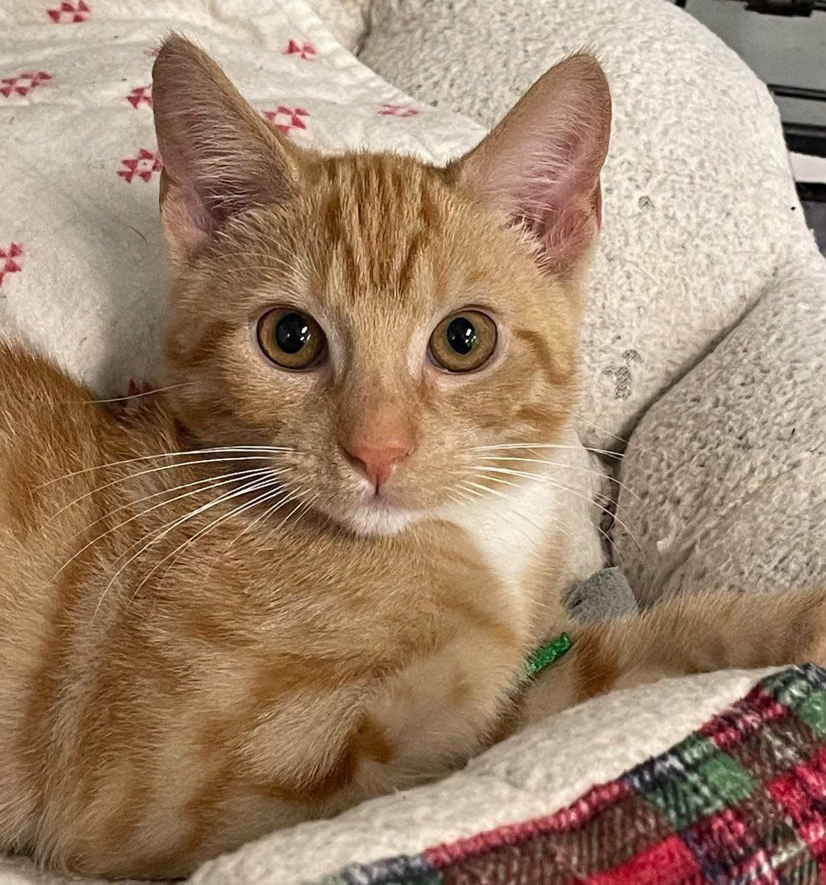 Baxter, Adopted, Young Male Domestic Short Hair.