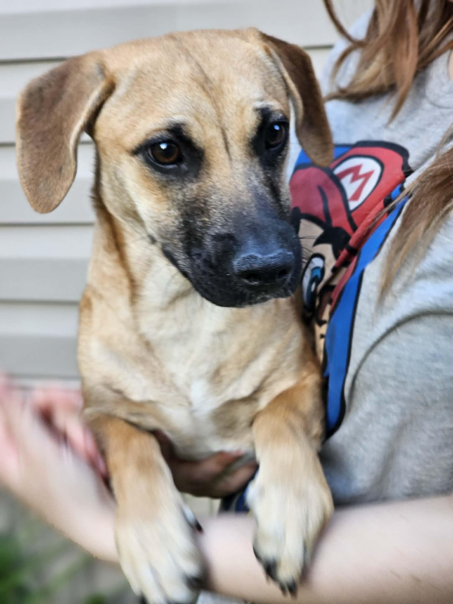 Enlarge Bear, a ADOPTABLE Terrier in Fort Payne, AL image 3/5