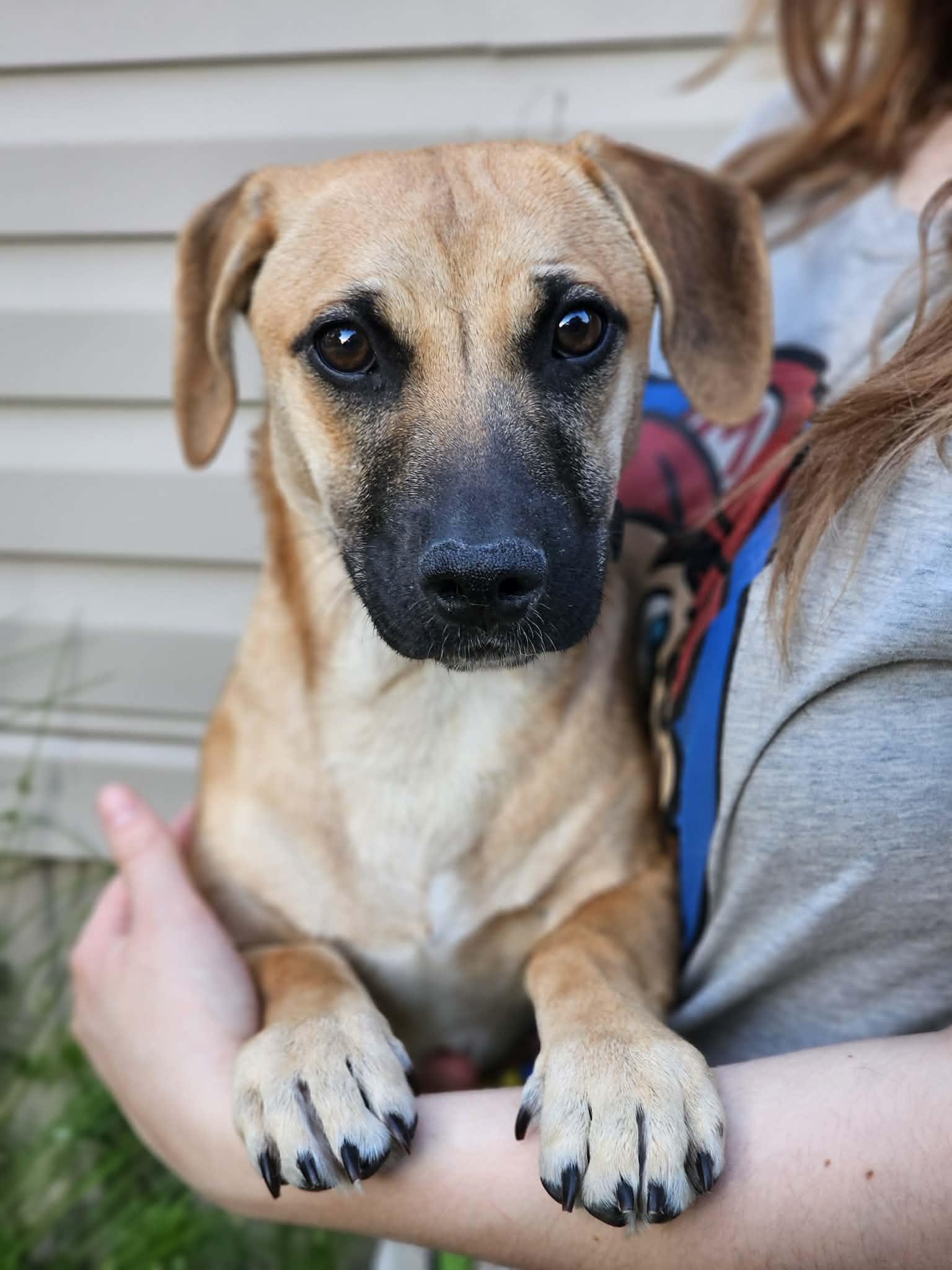 Enlarge Bear, a ADOPTABLE Terrier in Fort Payne, AL image 1/5
