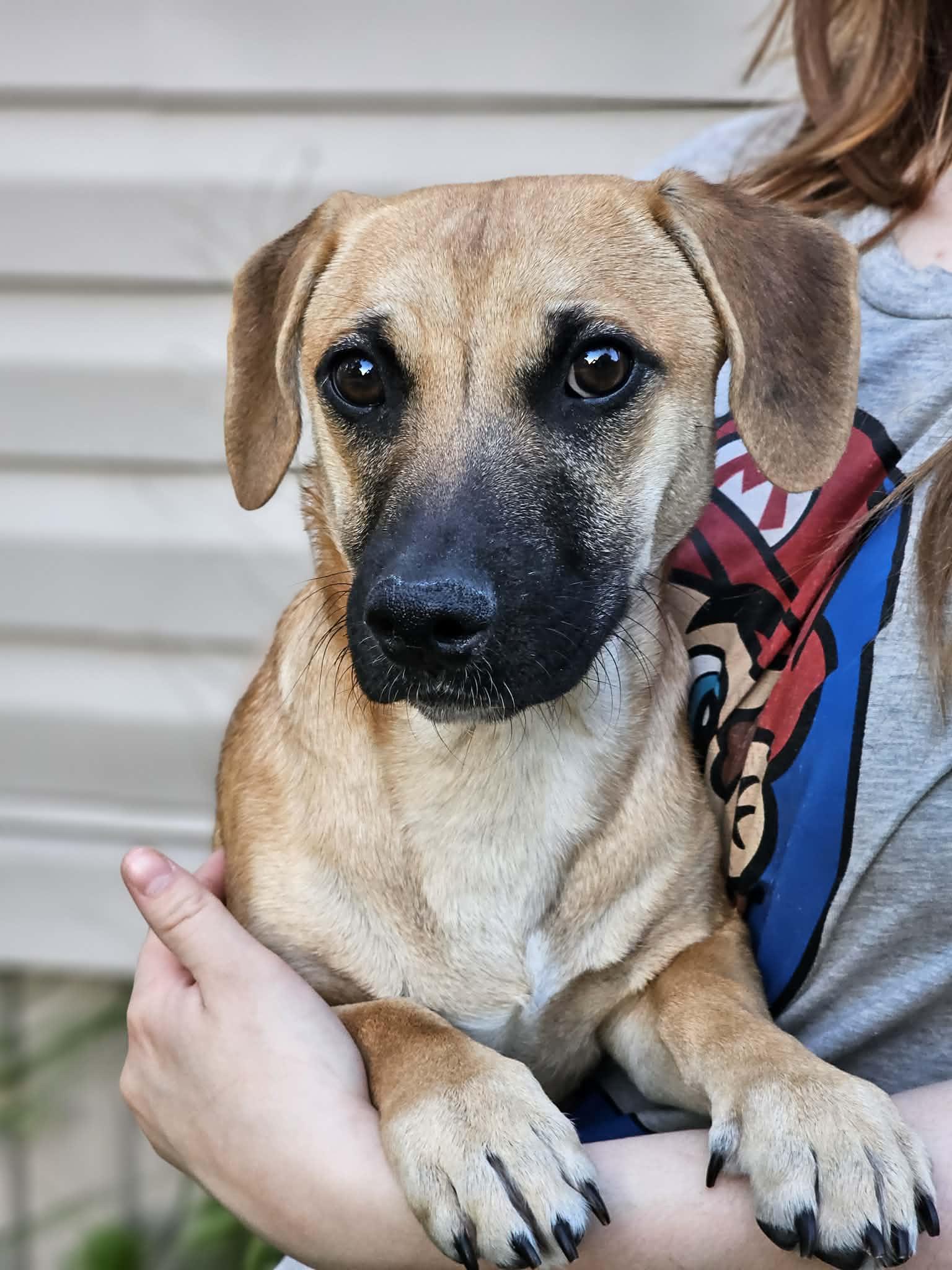Enlarge Bear, a ADOPTABLE Terrier in Fort Payne, AL image 2/5