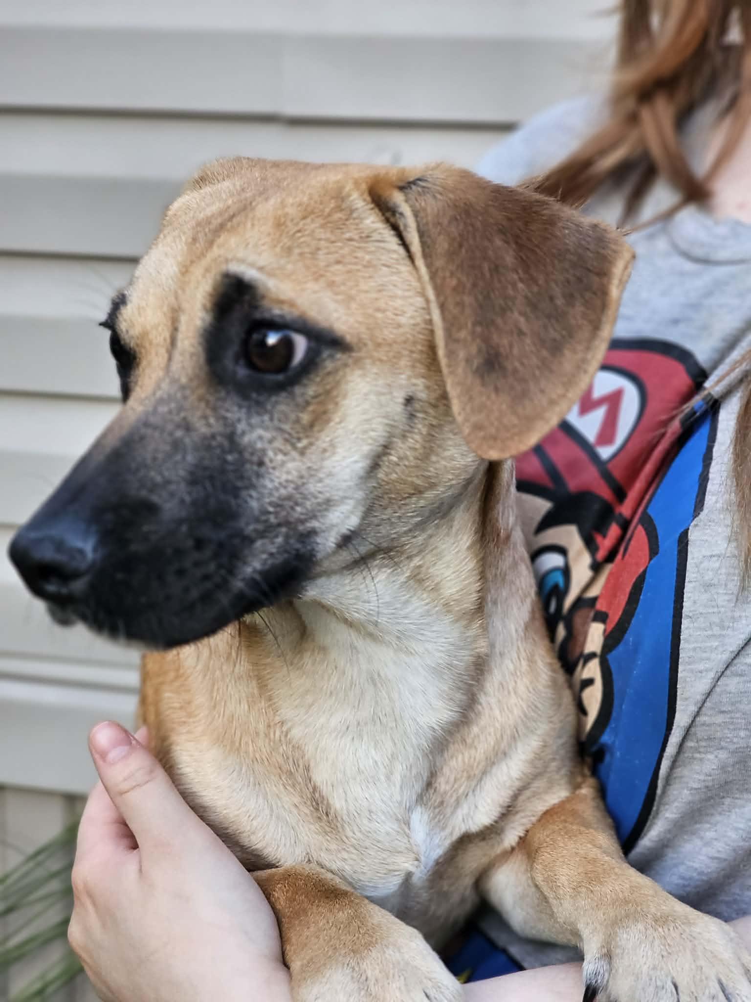Enlarge Bear, a ADOPTABLE Terrier in Fort Payne, AL image 5/5
