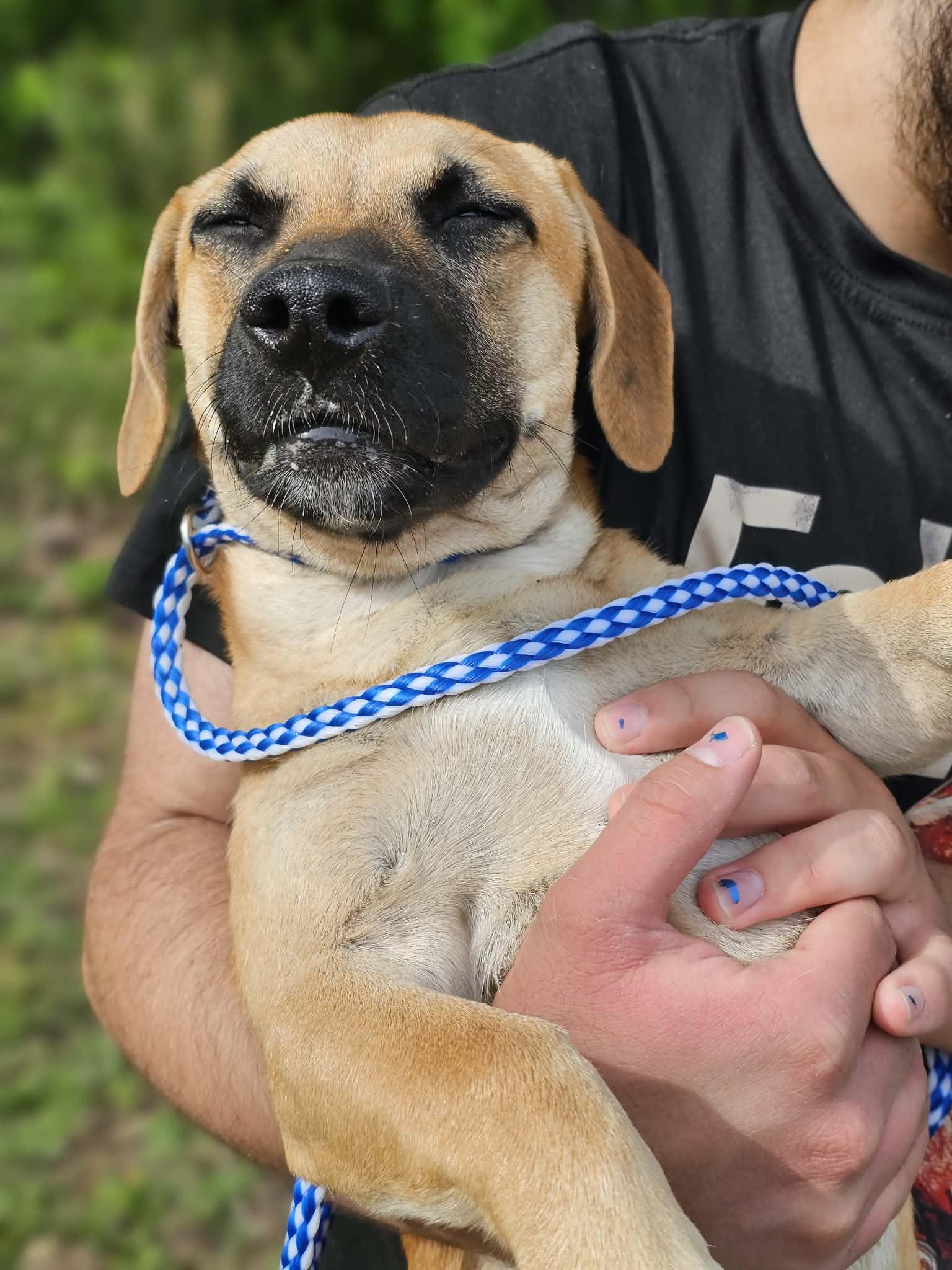Enlarge Bear, a ADOPTABLE Terrier in Fort Payne, AL image 4/5