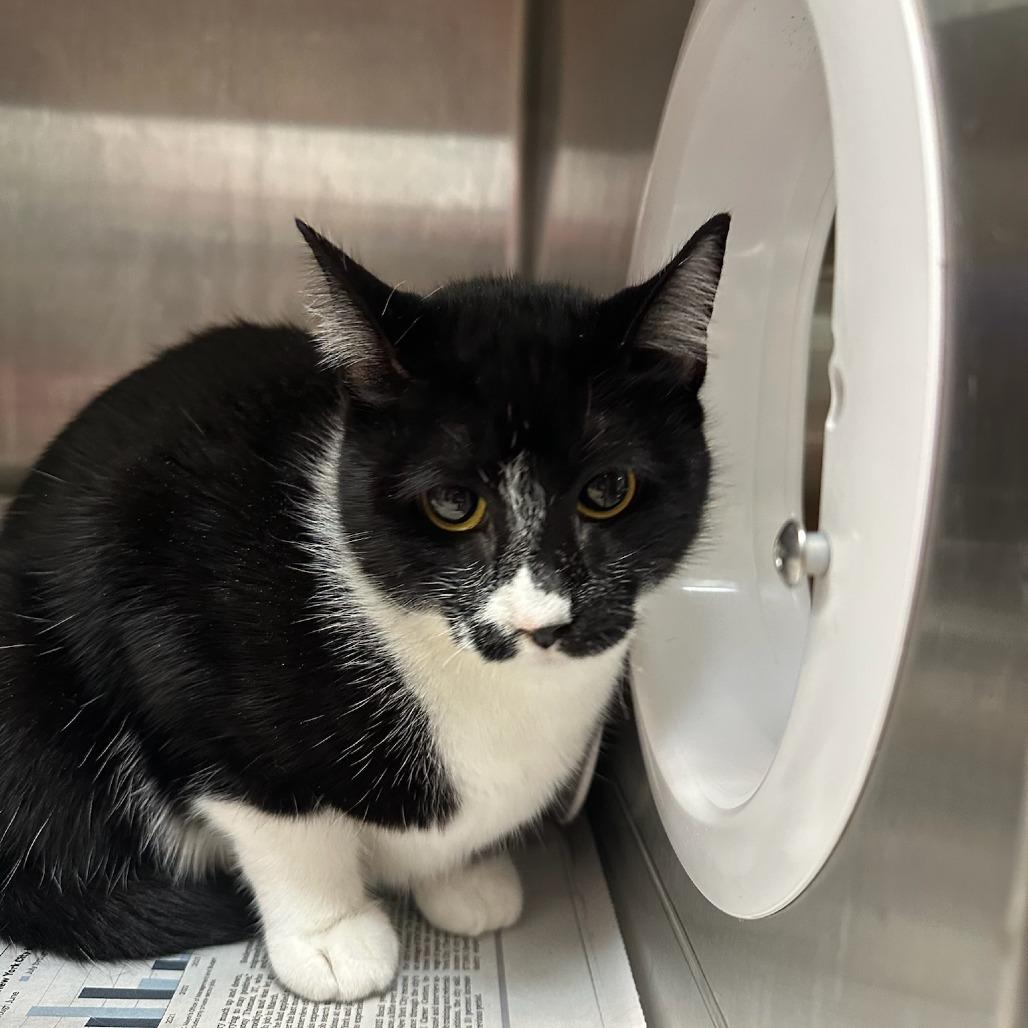 Enlarge Figaro, a Adoptable Domestic Short Hair in Santa Barbara, CA image 1/1