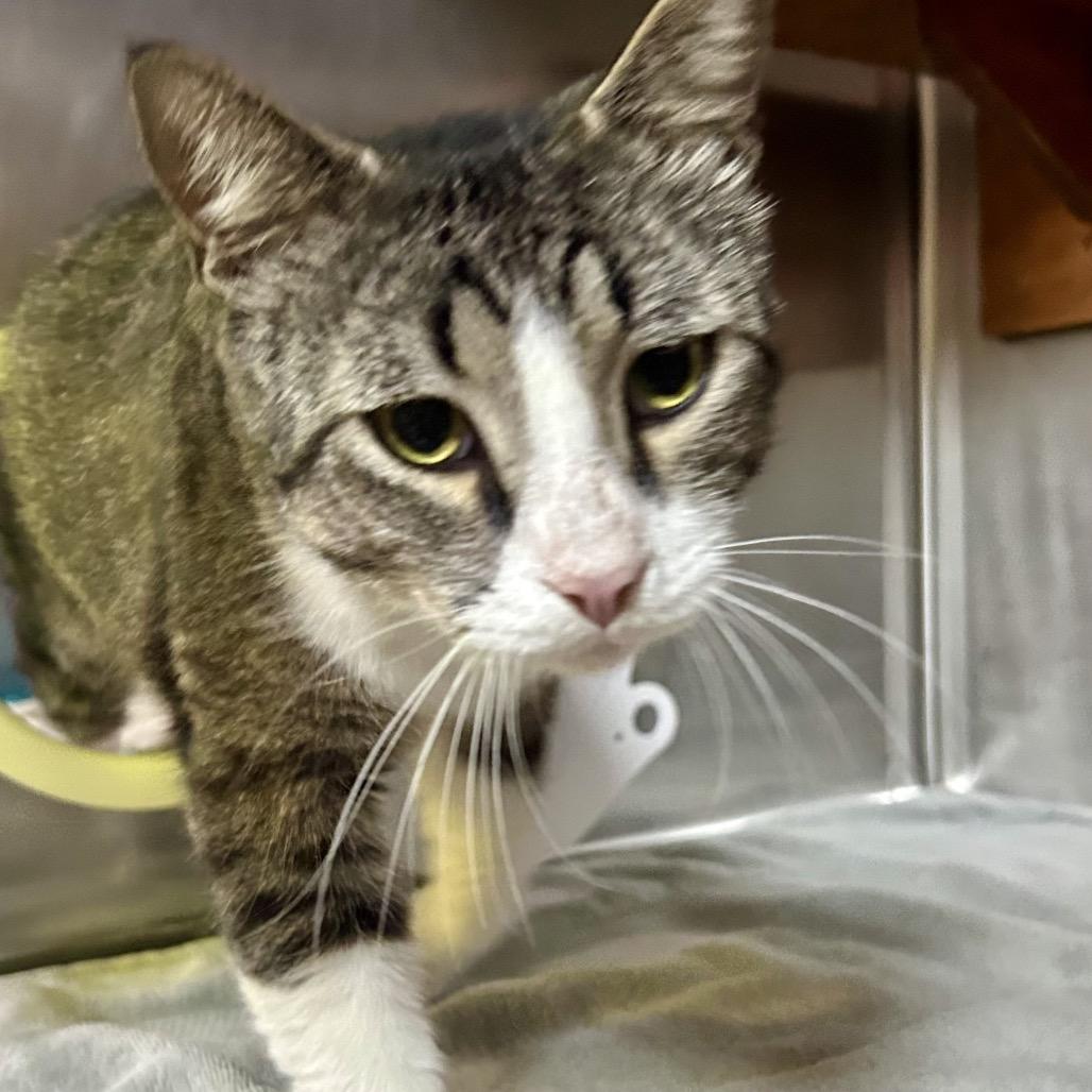 Sweetie Boy, Adoptable, Adult Male Domestic Short Hair.