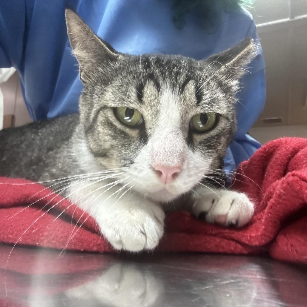 Enlarge Sweetie Boy, a Adoptable Domestic Short Hair in Pensacola, FL image 2/2