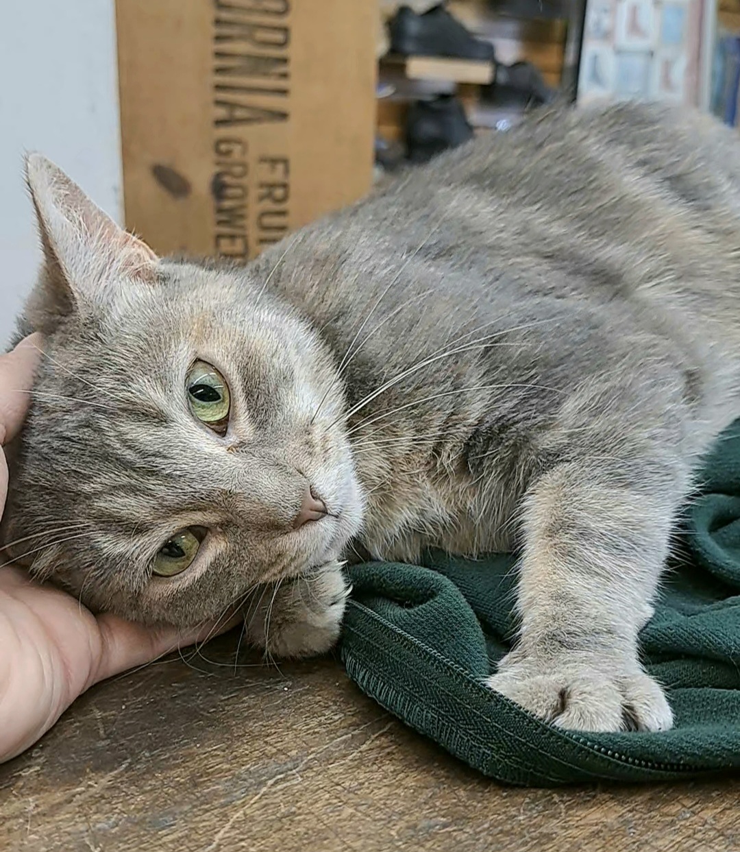 Enlarge Pearl, a Adoptable Domestic Short Hair in Coldwater, MI image 4/4