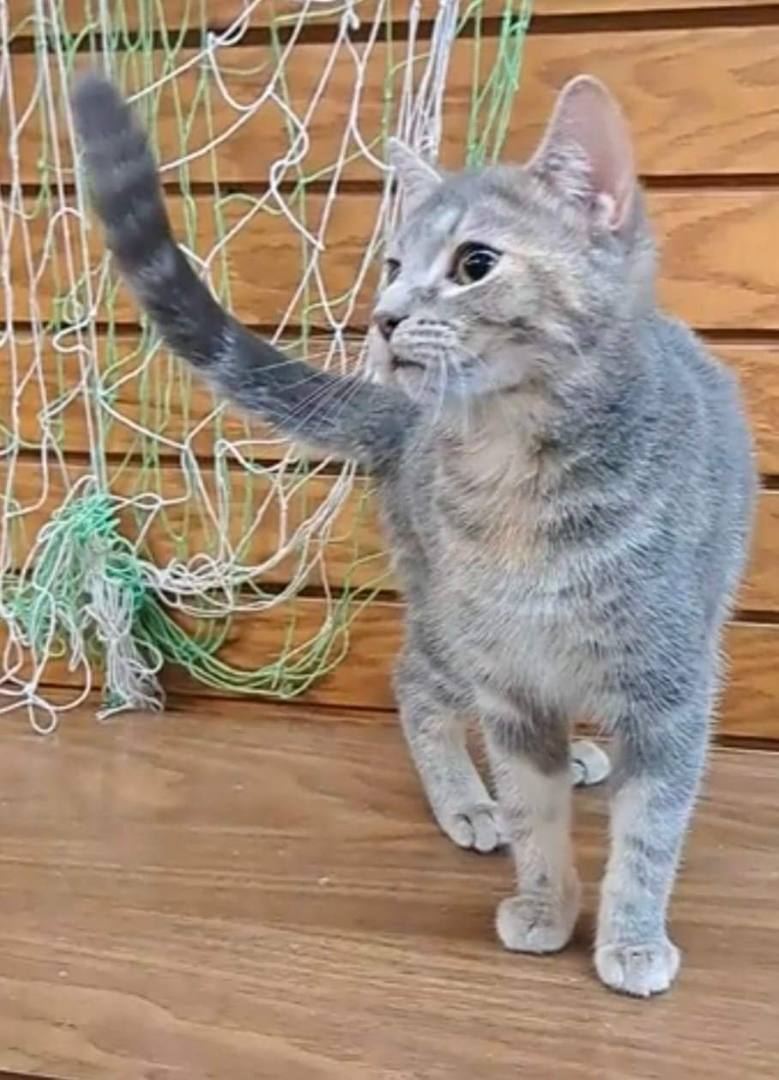 Enlarge Pearl, a Adoptable Domestic Short Hair in Coldwater, MI image 3/4