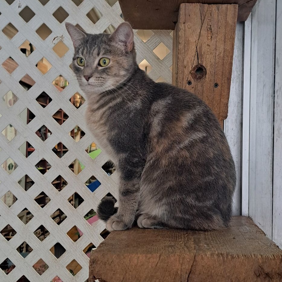 Enlarge Pearl, a Adoptable Domestic Short Hair in Coldwater, MI image 1/4