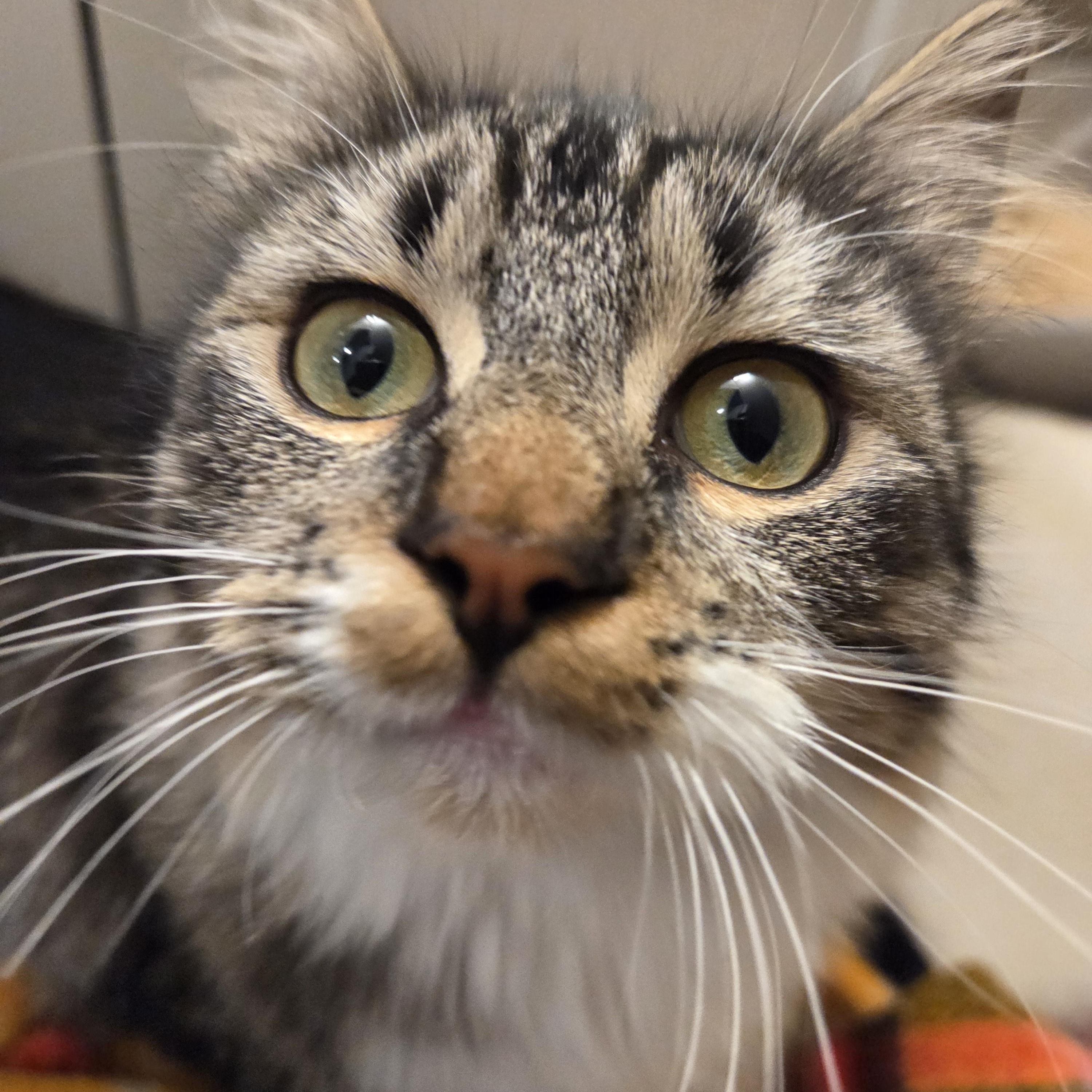 Billie Purrbright, ADOPTABLE, Kitten Female Domestic Long Hair.