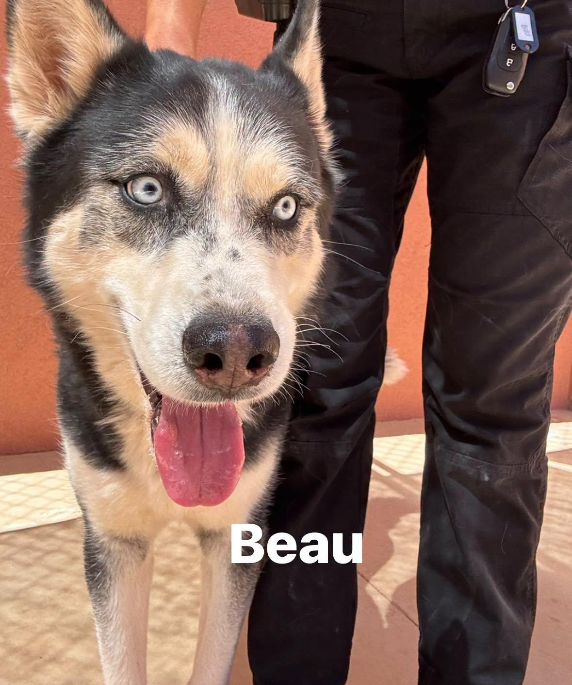 Beau, ADOPTABLE, Adult Male Siberian Husky.