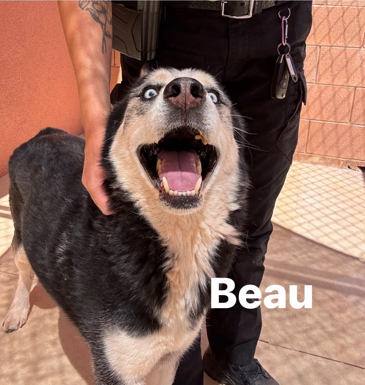 Enlarge Beau, a ADOPTABLE Siberian Husky in Ivins, UT image 2/3