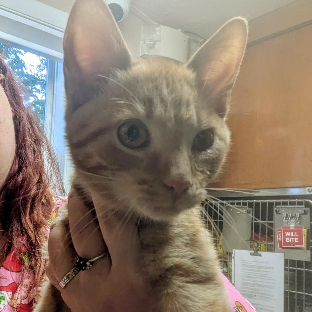 Wisconsin, Adoptable, Young Male Domestic Short Hair.