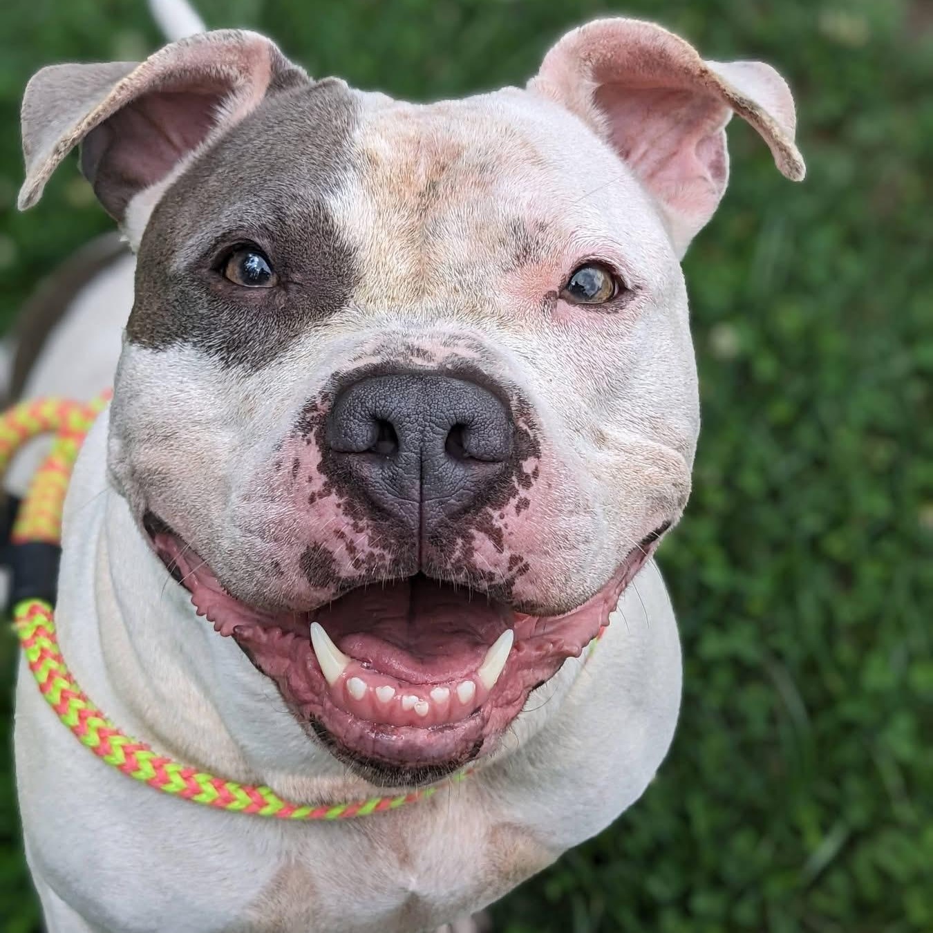 Blanca (ID 39435/1371), adoptable, Adult Female Pit Bull Terrier.