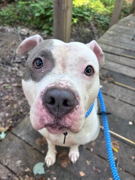 Blanca (ID 39435/1371), an adoptable Pit Bull Terrier in Manassas, VA image 2/3