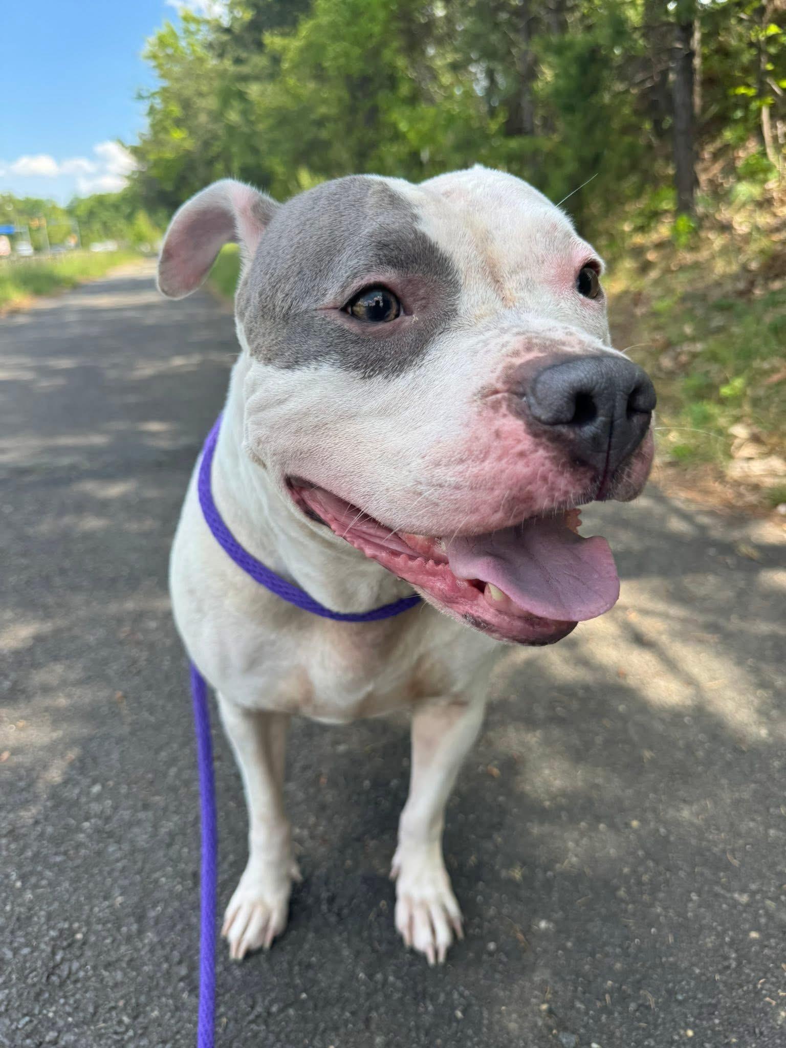 Blanca (ID 39435/1371), an adoptable Pit Bull Terrier in Manassas, VA image 1/3