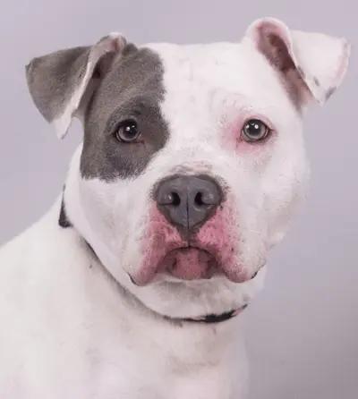 Blanca (ID 39435/1371), an adoptable Pit Bull Terrier in Manassas, VA image 3/3