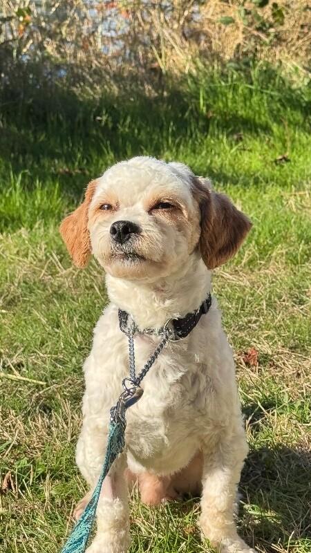Enlarge Muffin, a Adoptable mixed breed in Seattle, WA image 1/4