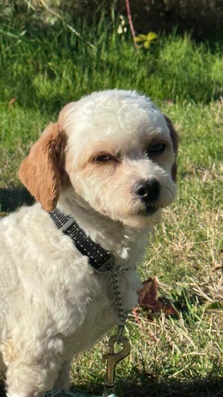 Enlarge Muffin, a Adoptable mixed breed in Seattle, WA image 2/4