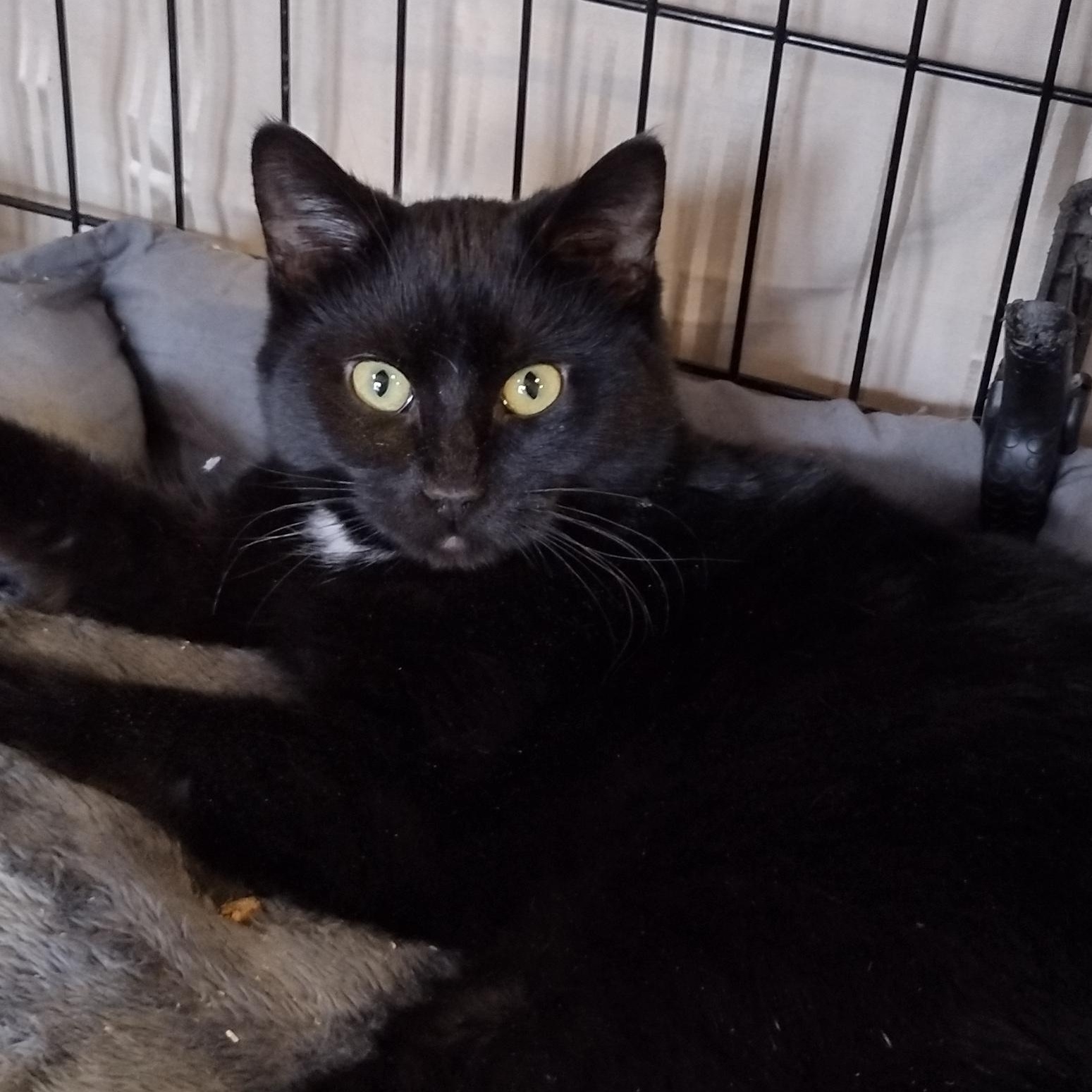 Lexi, ADOPTABLE, Adult Female Domestic Short Hair.