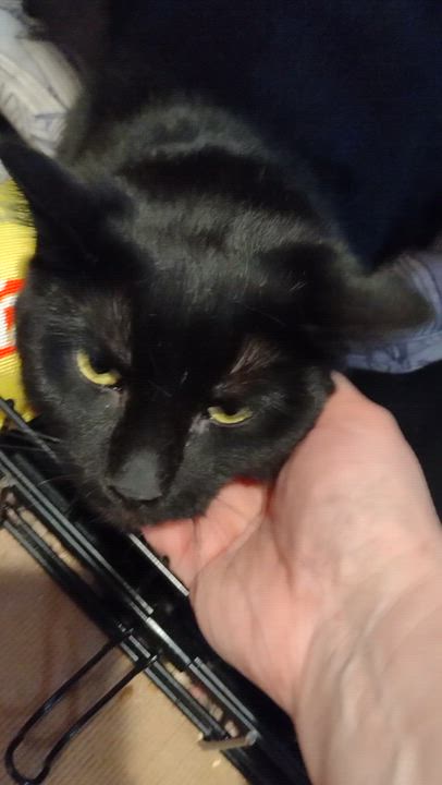 Enlarge Lexi, a ADOPTABLE Domestic Short Hair in Syracuse, NY video 2/2