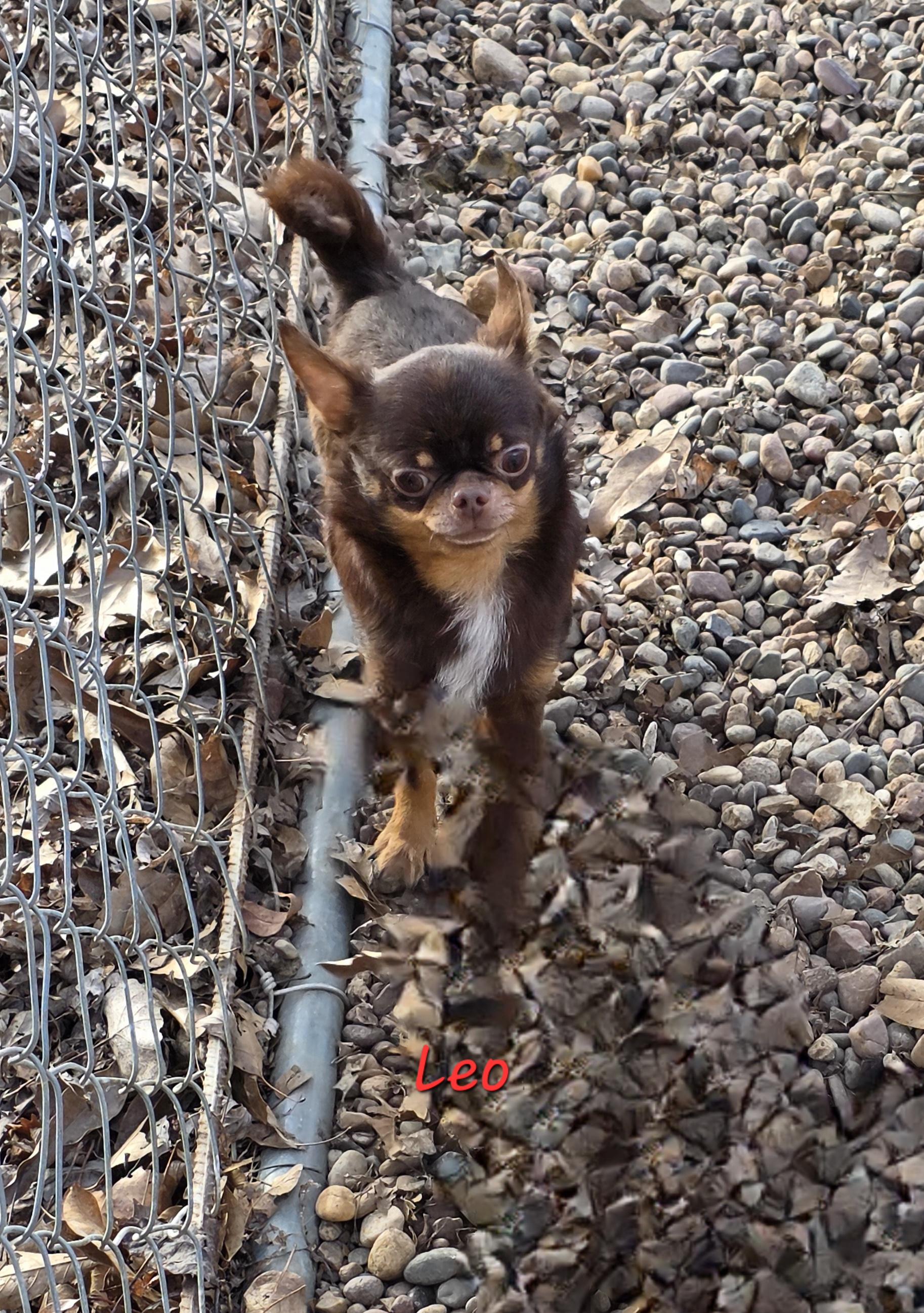 Leo, ADOPTABLE, Adult Male Chihuahua.