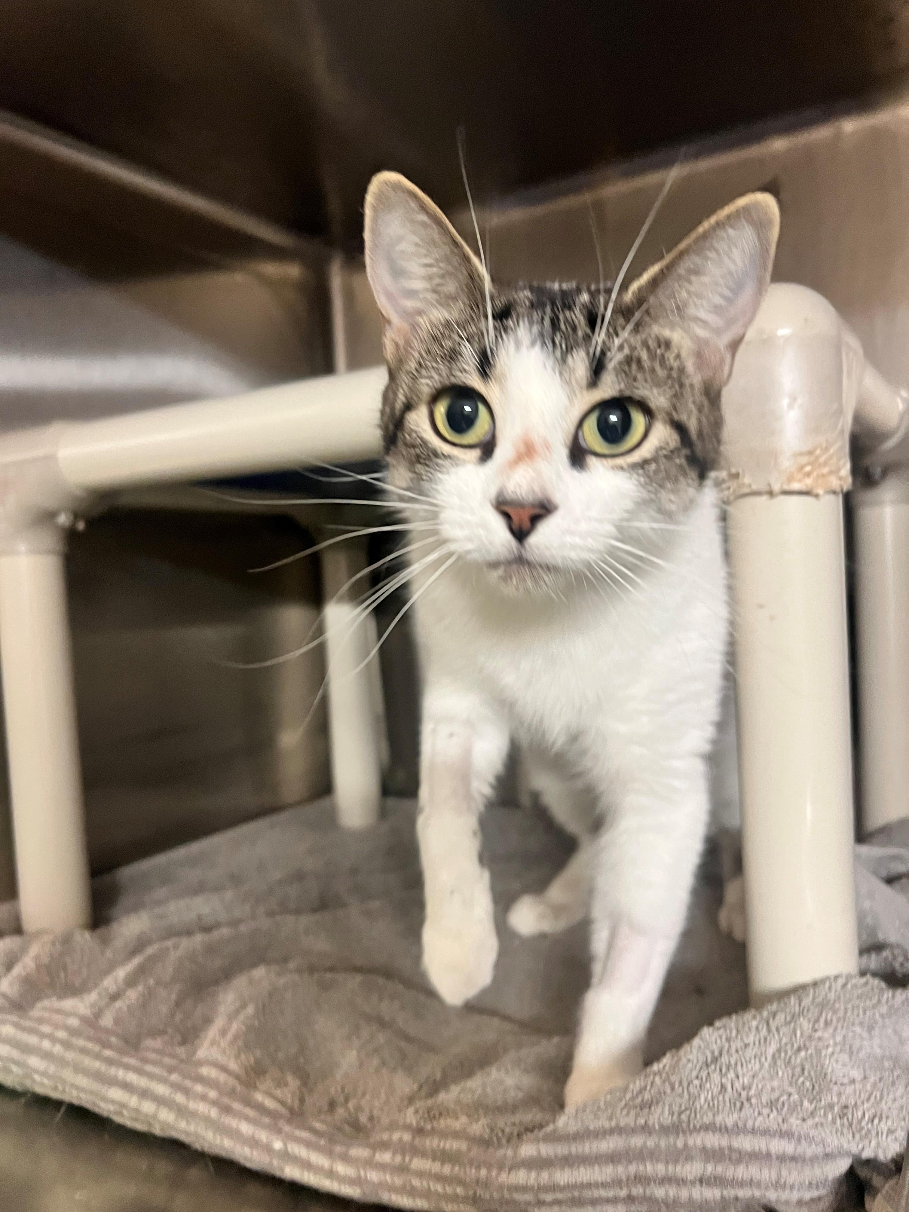 Eeve CS-288/26, Adoptable, Adult Female Domestic Short Hair.