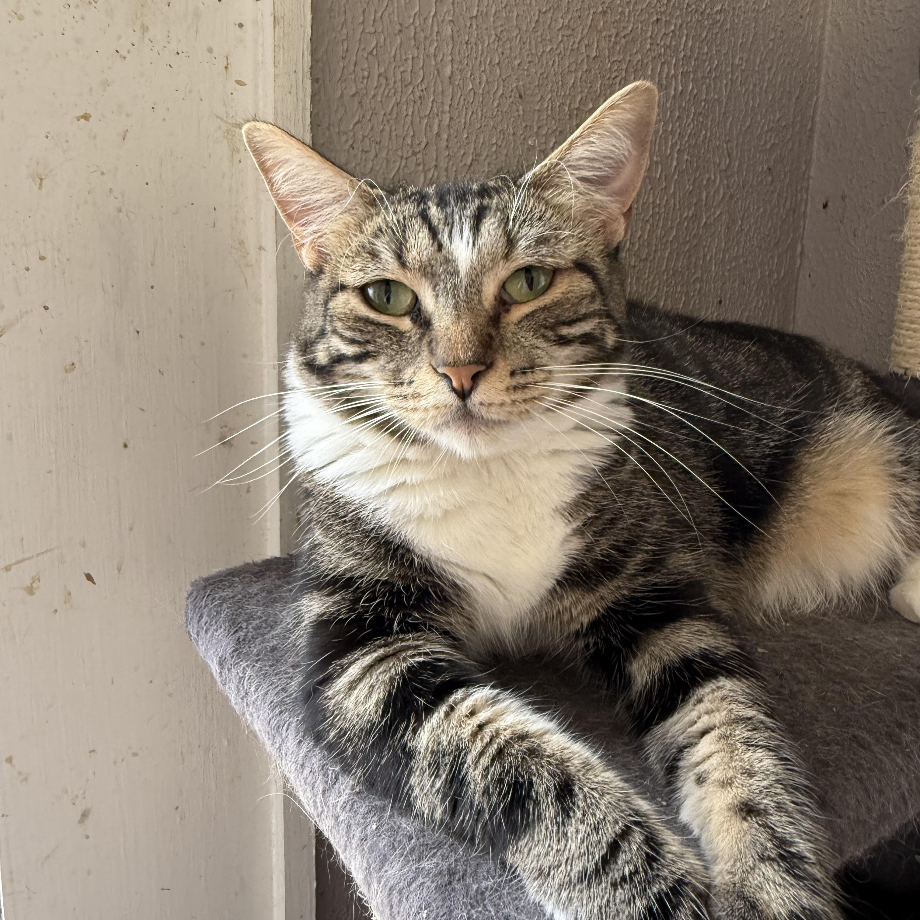 Wren, a Adoptable Domestic Short Hair in Shreveport, LA image 1/2