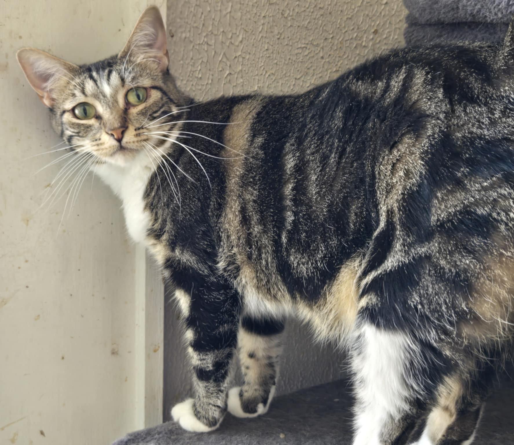 Wren, a Adoptable Domestic Short Hair in Shreveport, LA image 2/2