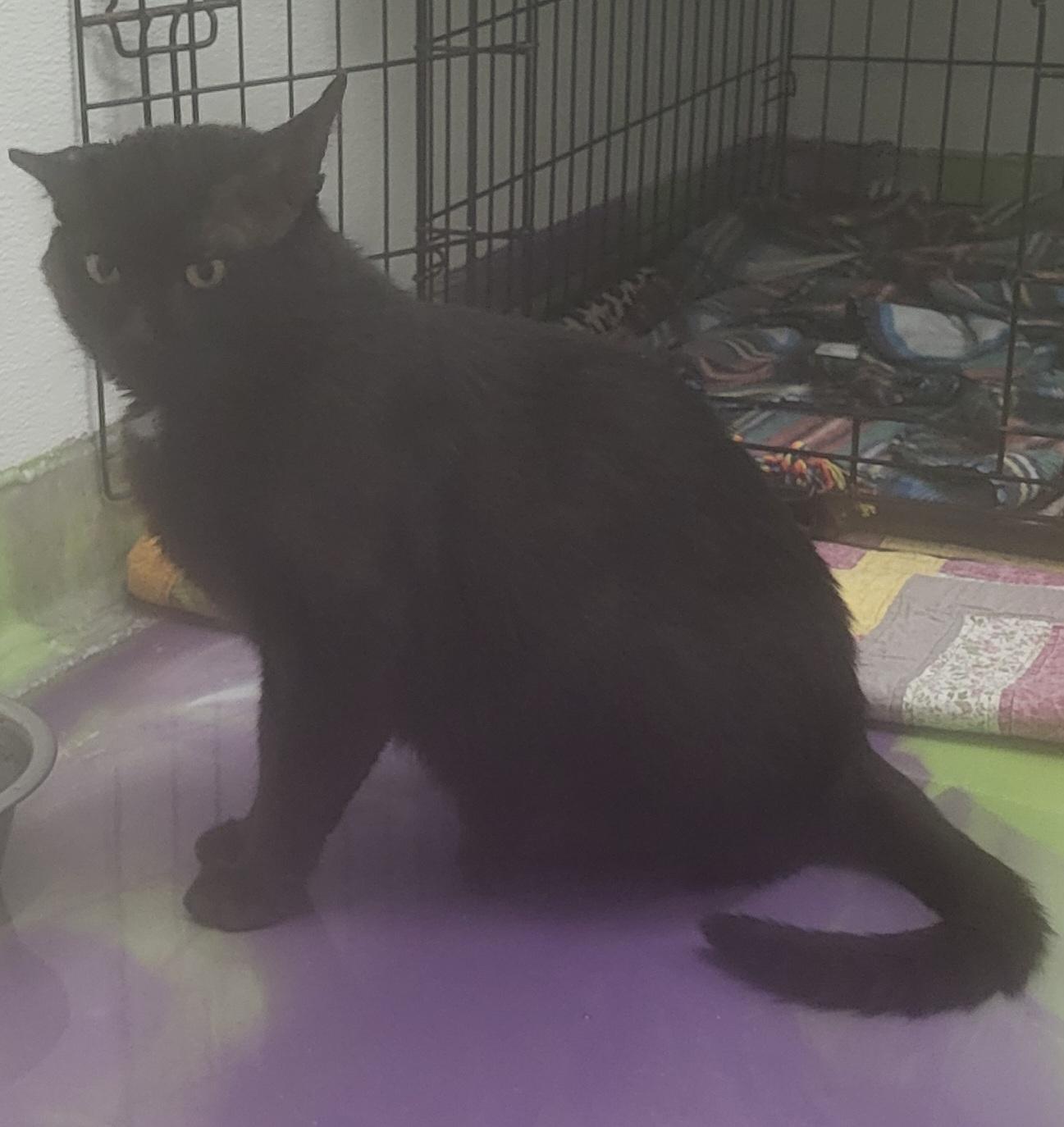Jesse, Adoptable, Adult Male Domestic Short Hair.