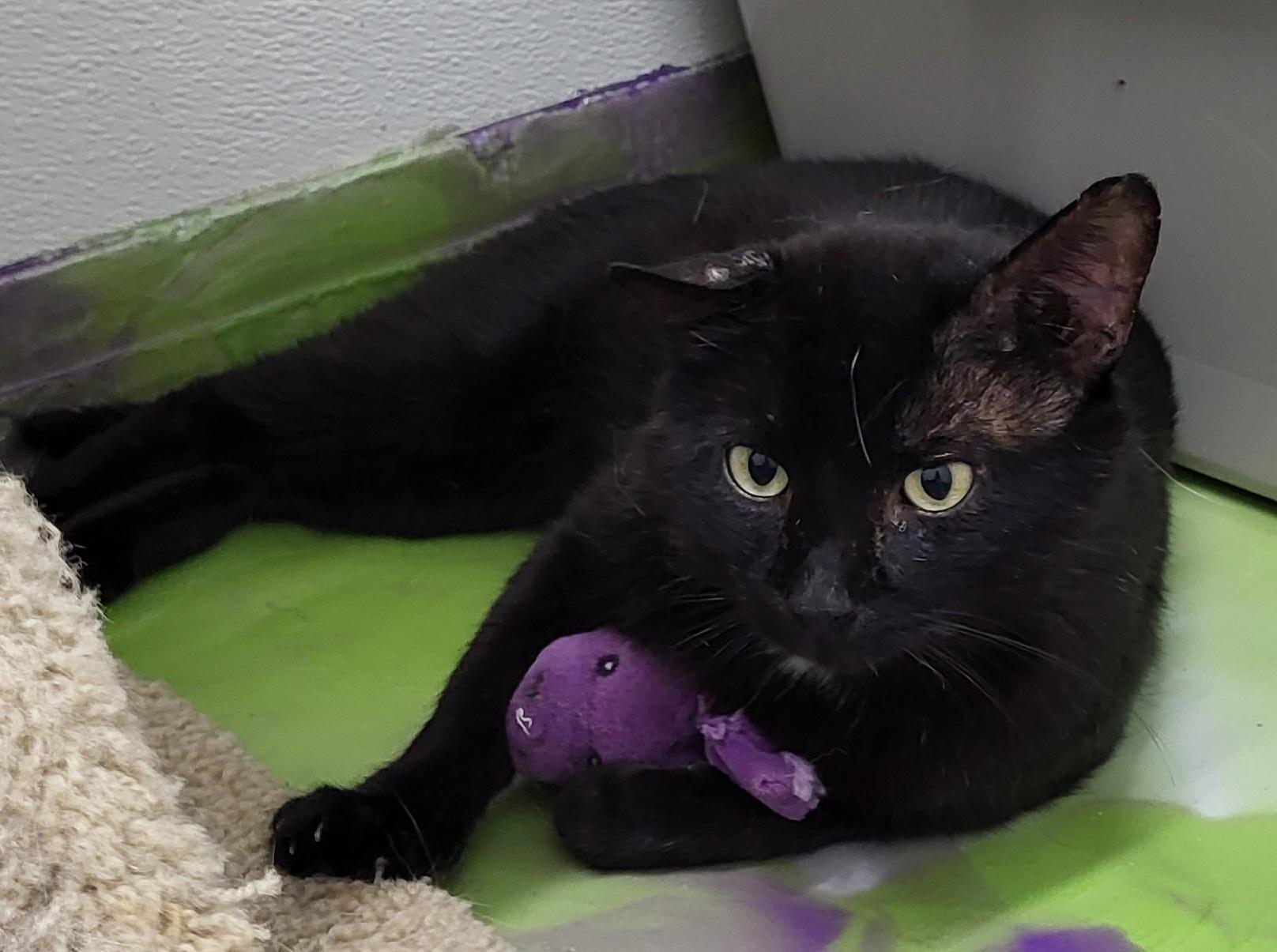 Jesse, a Adoptable Domestic Short Hair in Anna, IL image 2/5