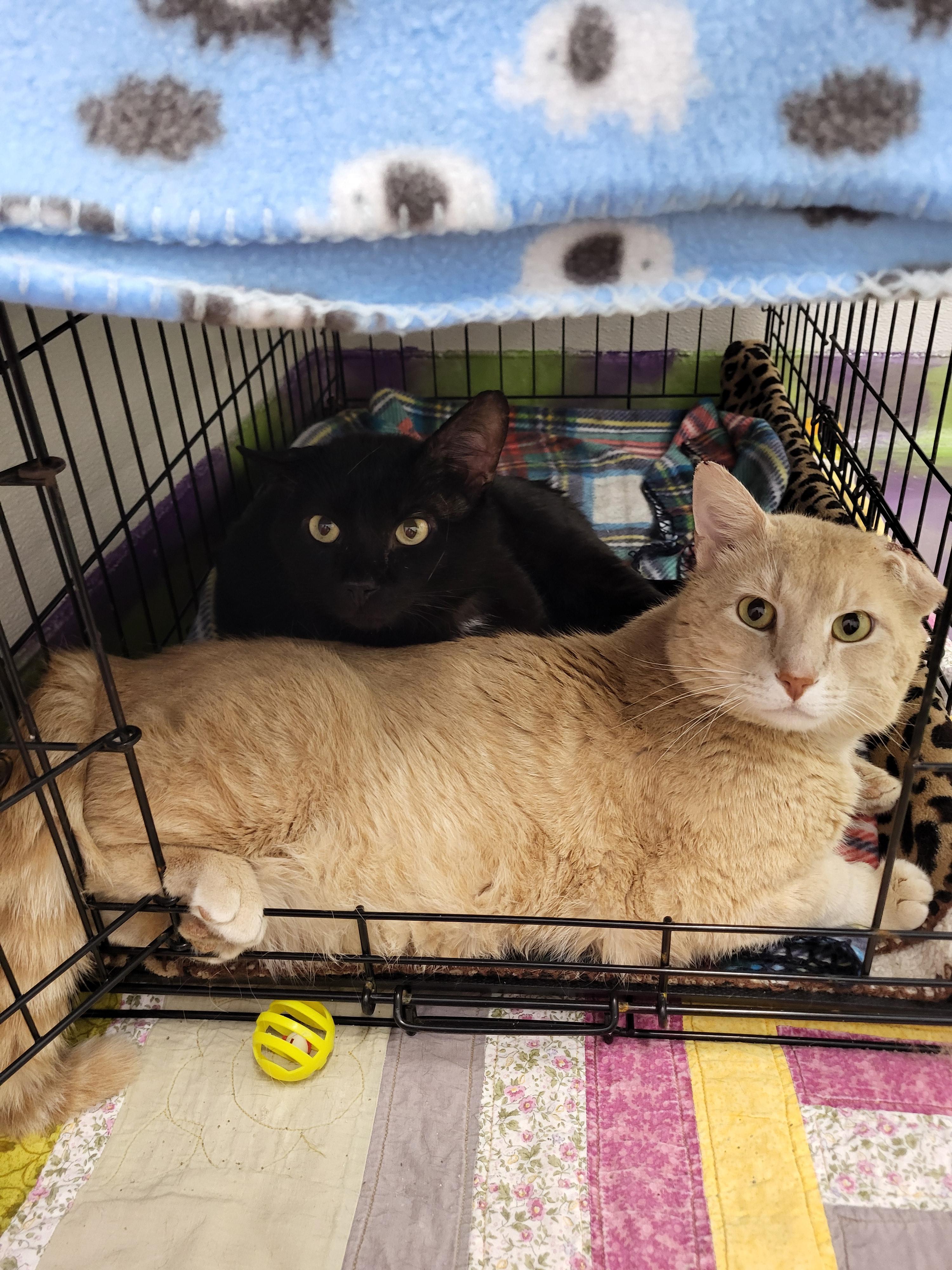 Jesse, a Adoptable Domestic Short Hair in Anna, IL image 3/5